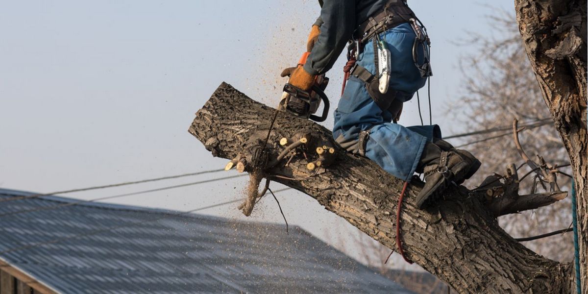 Achard élagage71 - Site internet Bâtiment / Artisan Louhans